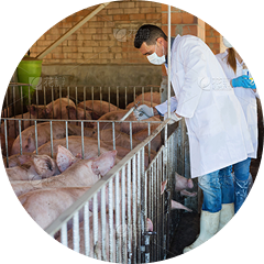 Pesticides & Disinfectants